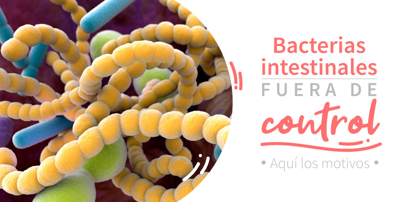 Bacterias intestinales fuera de control: aquí los motivos