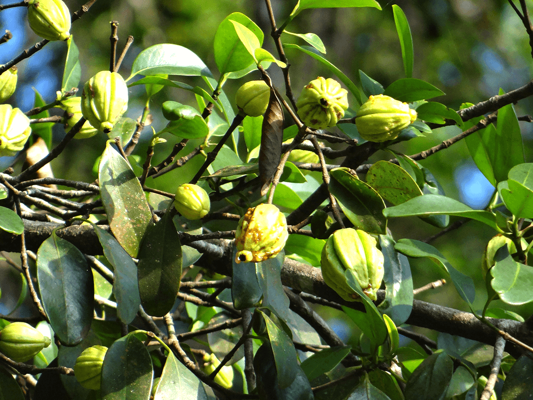 ¿Es posible perder grasa corporal con Garcinia Cambogia?